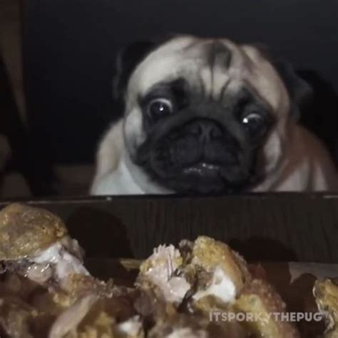 巴哥宝宝巴哥犬多少钱一只,四川宠物狗巴哥多少钱一只