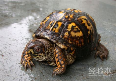 乌龟的1天食量有多少,波奇网百科大全