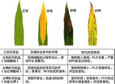 肌酐高到多少要透析 透析病人能吃玉米吗