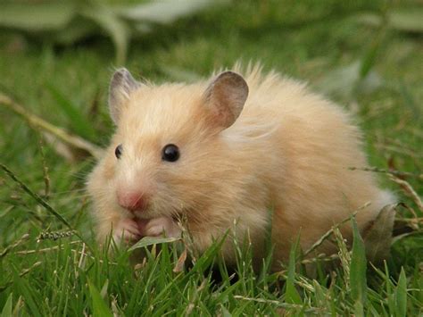 泰迪鸡蛋白可以吃什么水果,泰迪犬不可以吃哪些水果