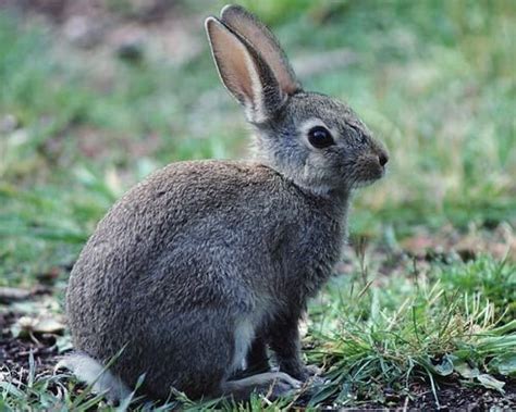 兔子为什么眼睛颜色变了,小白兔的眼睛是哭红的吗