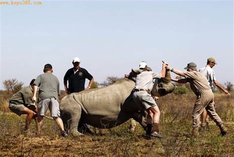 亚洲一年有多少犀牛被杀,今年南非犀牛被猎杀249头
