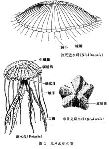 你对女性的身体结构,的结构