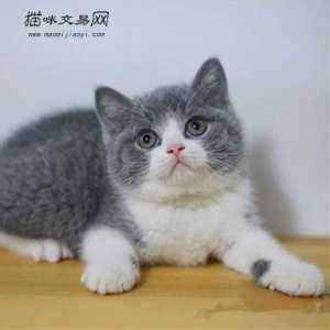 英短猫幼猫多少钱一只,买了多少钱才不算被坑