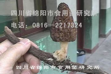 猫真菌脱毛用什么药,羊真菌脱毛用什么药治