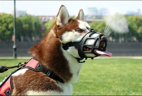 狗为什么要戴颈罩,要立法强制执行吗