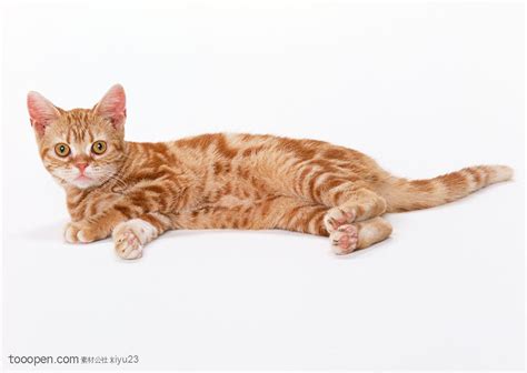 猫为什么爱躺着睡觉,猫咪为什么那么喜欢睡觉