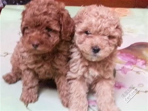 家养泰迪狗多少钱一只小狗,柴犬价格多少钱一只