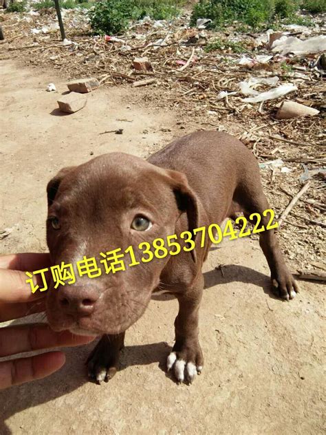 比特犬一般多少钱一只,在农村创业养殖比特犬