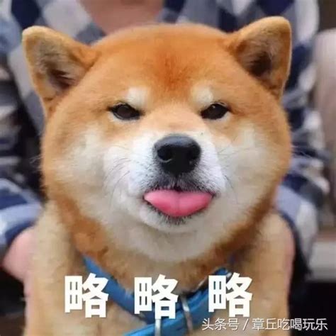 柴犬为什么萌,你为什么喜欢柴犬