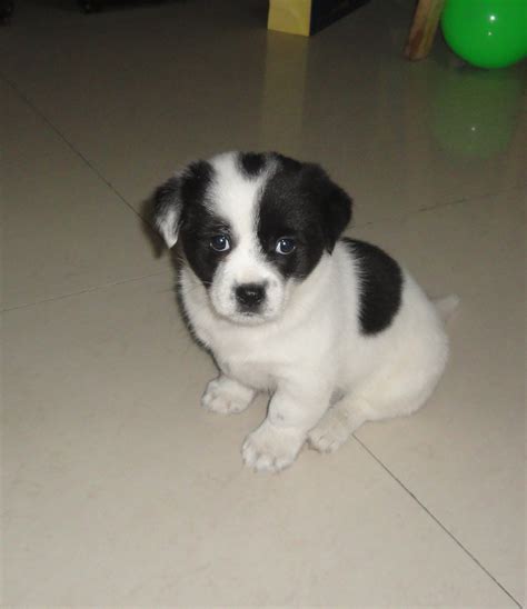 怎么跟两个月大小狗玩,两个月大的博美