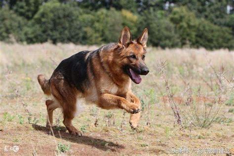 肉狗商贩卖一只狼青喊价900元,狼犬狗多少钱一只