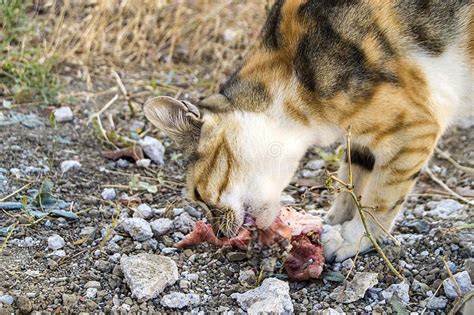 关于生骨肉喂养猫咪,猫咪吃的生骨肉是什么