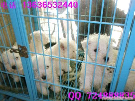 不是纯种的拉布拉多多少钱,纯种的拉布拉多多少钱一条