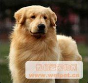 怀孕的金毛吃什么好,金毛母犬怀孕吃什么最好