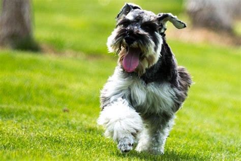 到底要花多少钱,狗喂多少吃多少钱