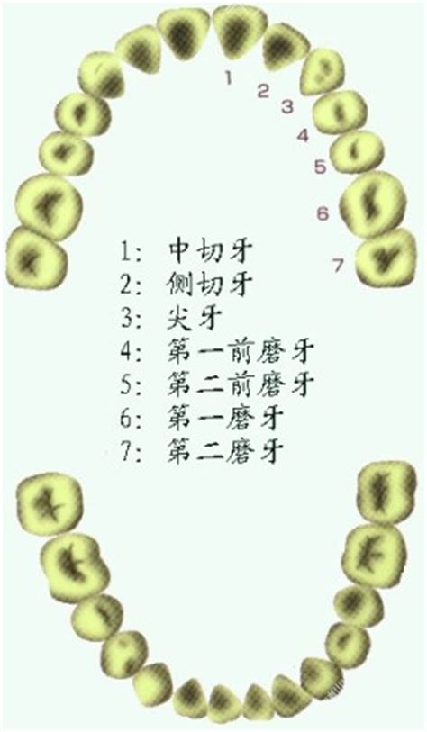 单身的人如何脱单,正常的兔子牙齿什么样