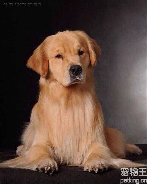 柴犬不听话怎么办,小狗性格不好怎么办