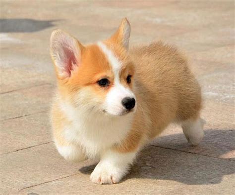 狗什么时间好,最佳遛狗时间是什么时候