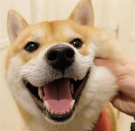 狗都有什么名字,狗狗奇葩名字大全