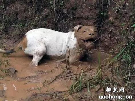 狗狗皮肤病为什么臭,暹罗猫为什么不能养