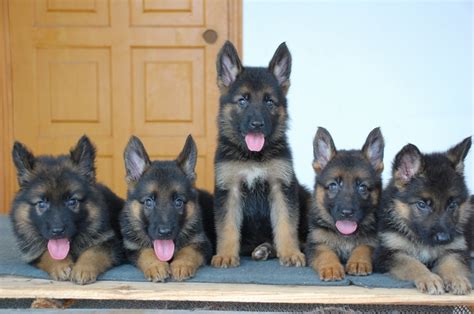 边境牧羊犬多少钱一只德国牧羊犬幼犬多少钱一只,德牧大狗多少钱一只