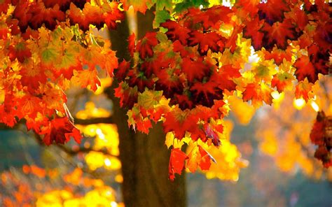 好看的手机壁纸 唯美 高清图片 特别好看的手机壁纸