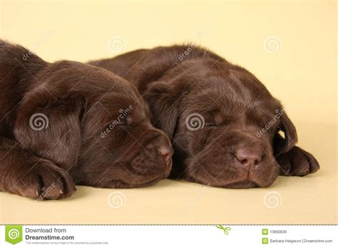 拉布拉多狗图片值多少钱一只,一只拉布拉多多少钱