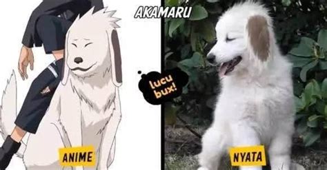 火影忍者生星有什么用,战力直追影级忍者解析《火影忍者