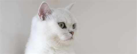 猫为什么喜欢猫薄荷,猫咪为什么喜欢薄荷