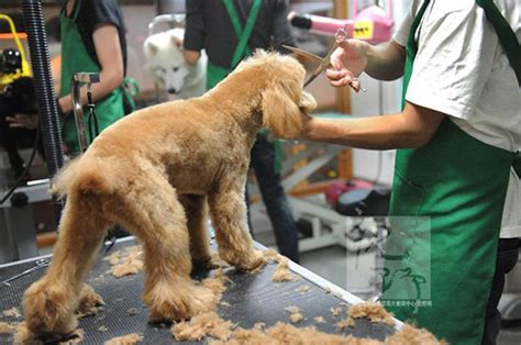 泰迪狗狗眼睛毛怎么剪视频,狗狗眼睛的毛怎么剪