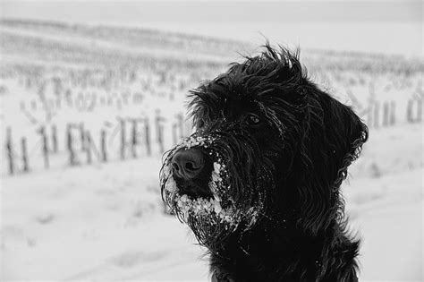 自己怎么给雪纳瑞剪毛,雪纳瑞狗剪指甲剪多少