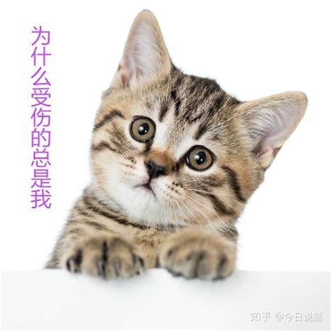 为什么猫会有耳螨,猫咪为什么有耳螨