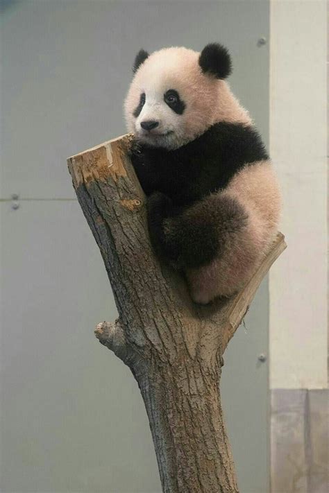 犬舍健康管理细节应注意什么,狗场都喂狗吃什么