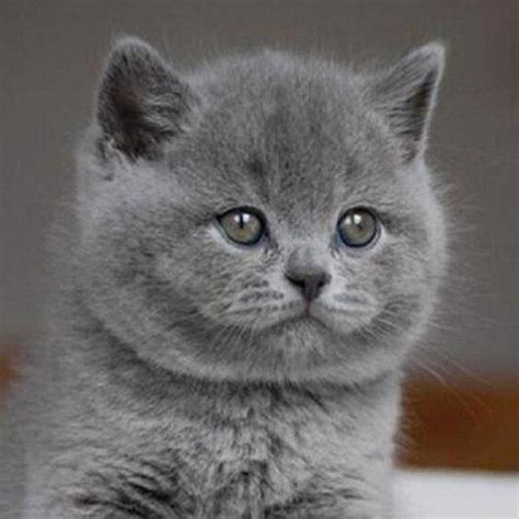 英短蓝猫一般多少钱一只,英国蓝猫价格大概多少