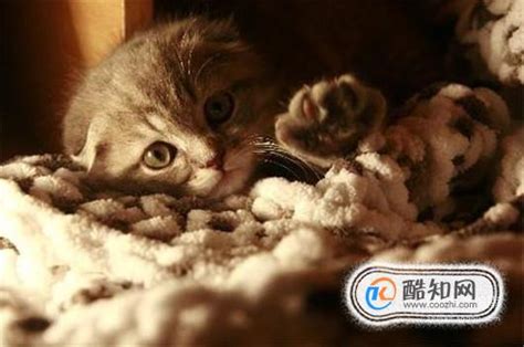 我捡了一只要死的猫宠物猫去世了,小猫要死了怎么办