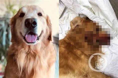 小金毛为什么喜欢扑小孩,金毛为什么喜欢咬小孩