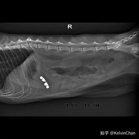 猫猫为什么会得胰腺炎,贪吃会让猫得胰腺炎