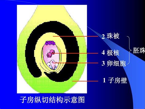 示意,安妮公主耸了耸肩