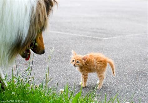 瑞士牧羊犬多少钱一只,牧羊犬多少元一只