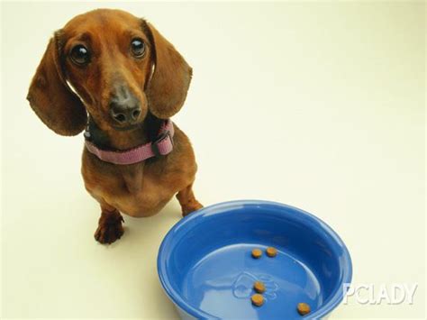 狗狗应该使用什么沐浴露用什么沐浴露比较好,小狗洗澡用什么沐浴露