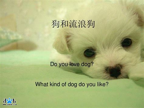 为什么有些女生喜欢狗狗呢喜欢小动物的人,为什么喜欢狗狗的话语