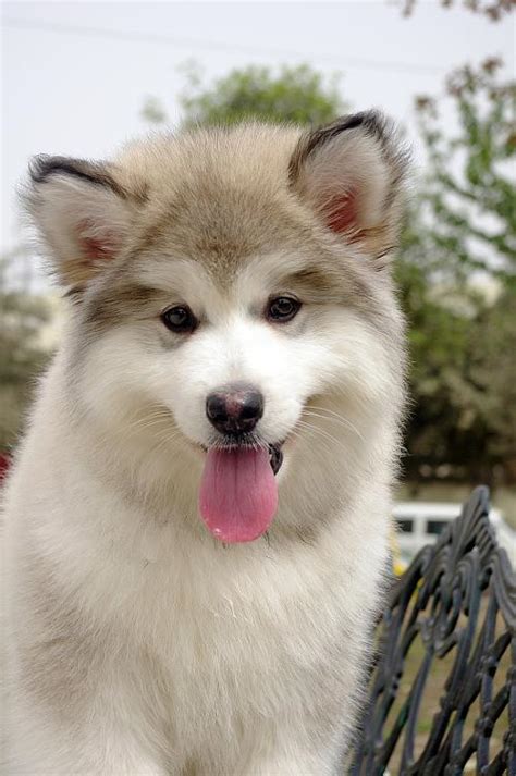 阿拉斯加雪橇犬怎么养,养阿拉斯加有讲究