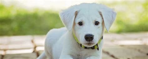 关于泰迪的喂食,泰迪吃多少东西