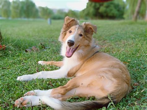 现在什么狗狗最好的方法,文明养犬最好的方法是什么