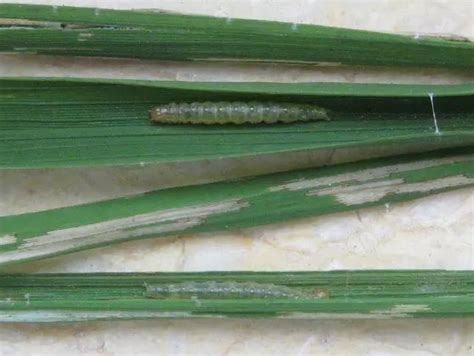 边牧驱虫了多少钱,养一只边牧需要多少钱