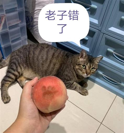 猫什么是三联疫苗,猫咪每年都要补打疫苗