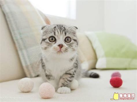 这两天先喂点什么幼猫该吃什么,幼猫都吃什么