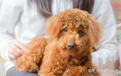 泰迪幼犬为什么屁股,为什么泰迪拉粑粑前要转圈