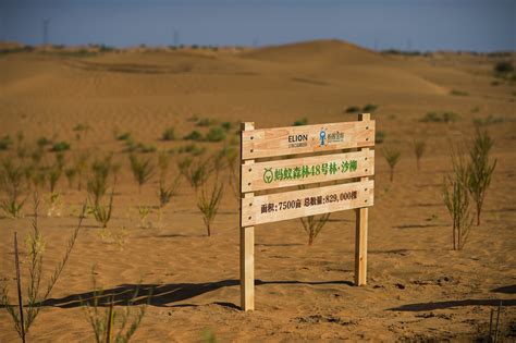 蚂蚁森林种植地在哪里,在现实中长什么样